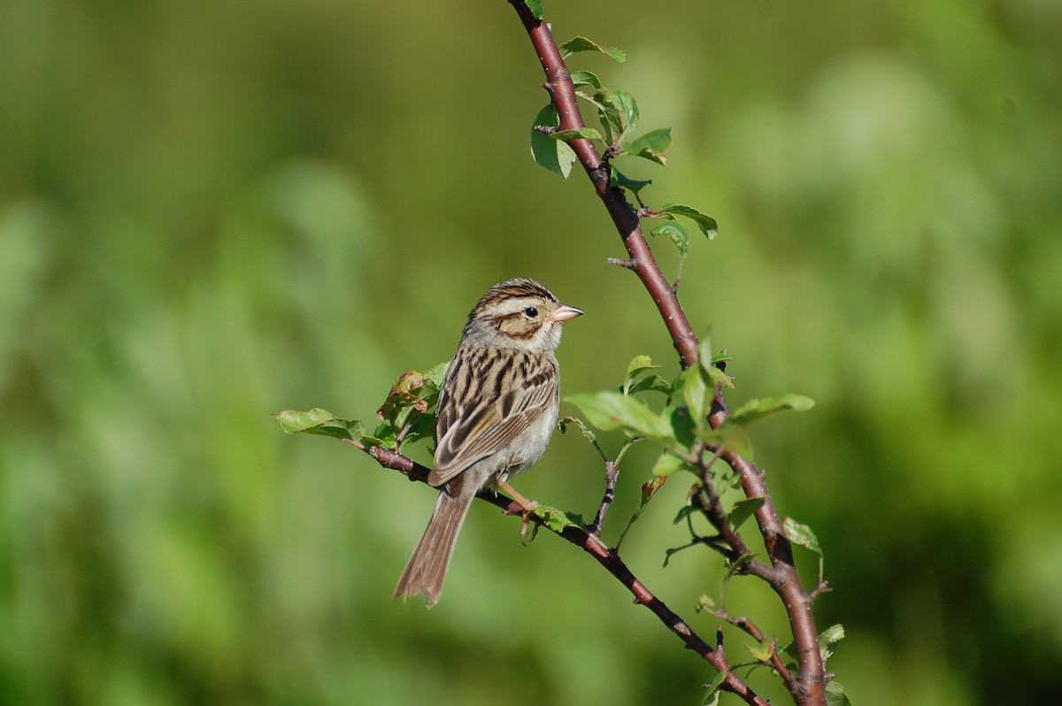 Clay-colored Sparrow - ML609307624