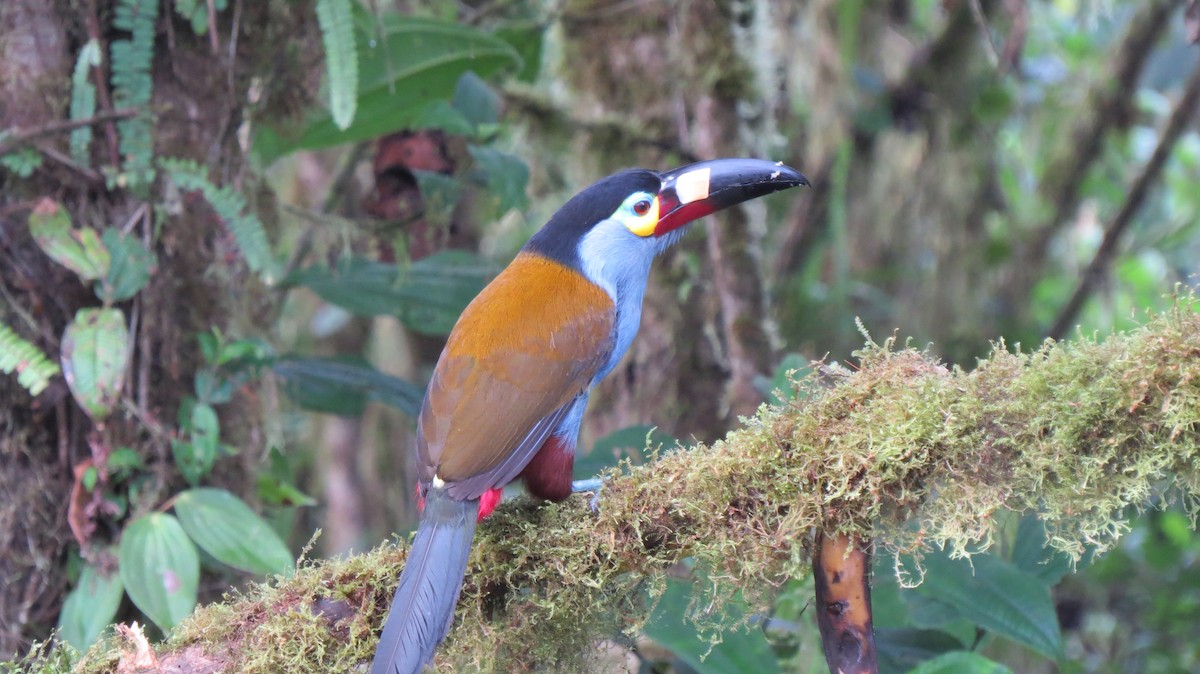 Plate-billed Mountain-Toucan - ML609307654