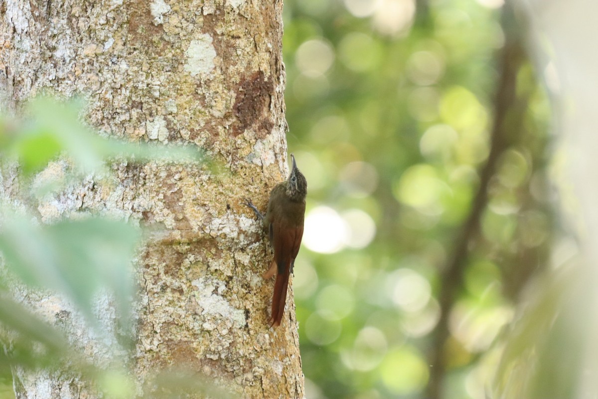 Long-tailed Woodcreeper - Marcelo Quipo