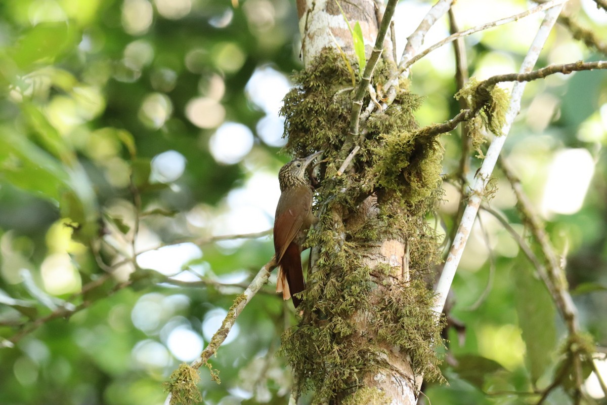 Ocellated Woodcreeper - ML609307739