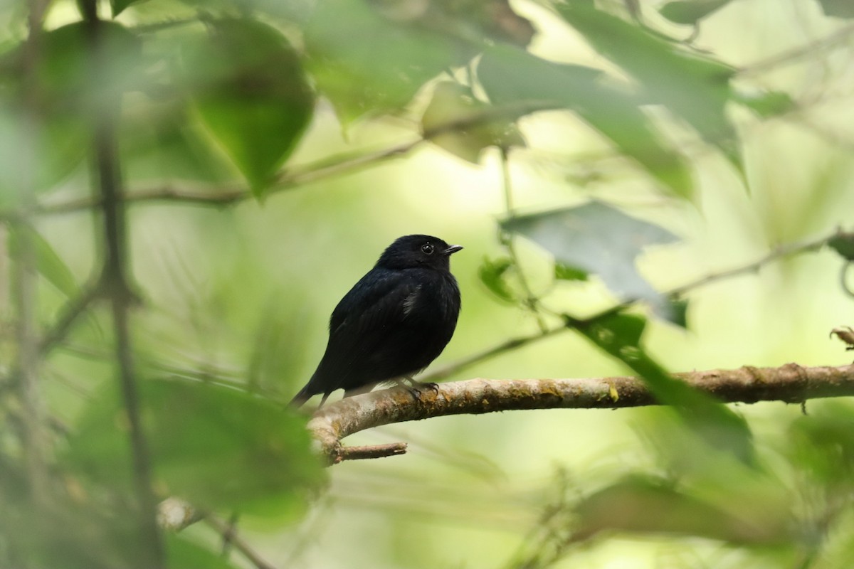 Jet Manakin - Marcelo Quipo