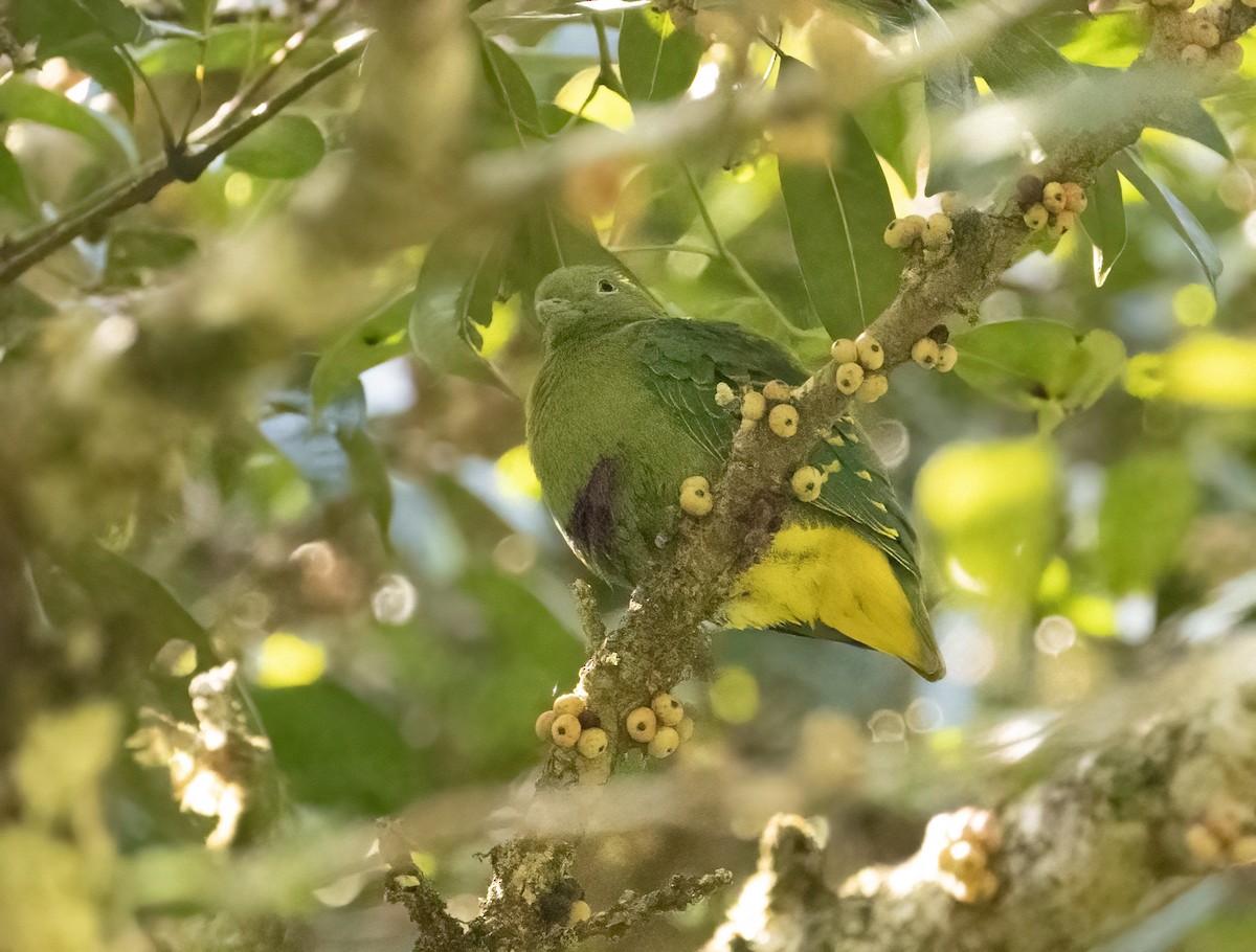 Dwarf Fruit-Dove - Anne Heyerly