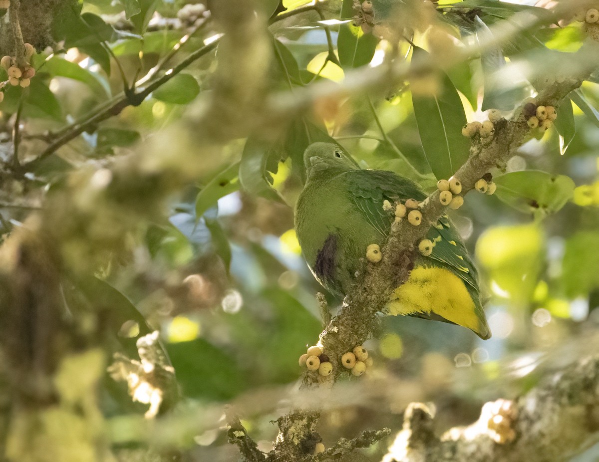 Dwarf Fruit-Dove - Anne Heyerly