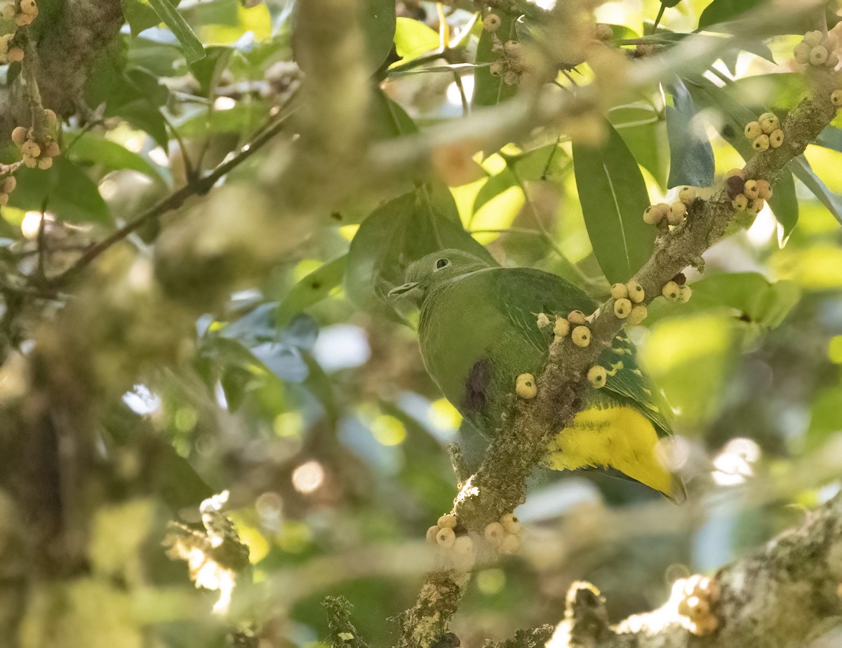 Dwarf Fruit-Dove - Anne Heyerly