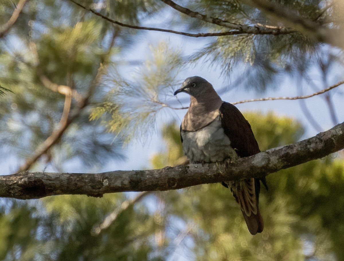 Zoe's Imperial-Pigeon - ML609307885