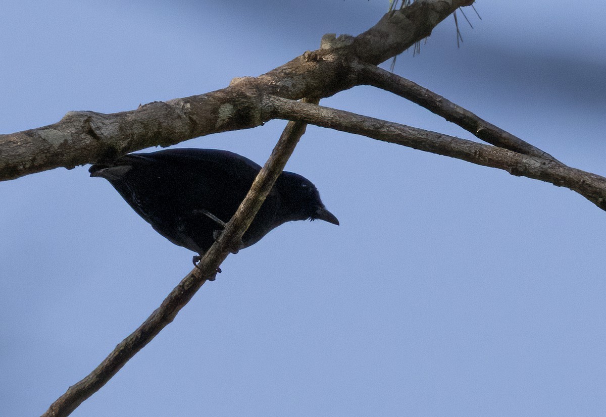 Black Cicadabird - ML609307932