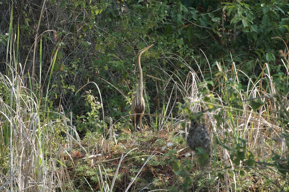 Purple Heron - ML609308006