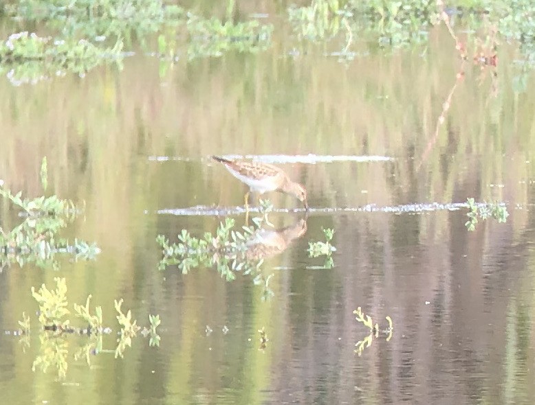 Pectoral Sandpiper - ML609308015