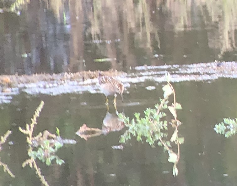 Pectoral Sandpiper - ML609308021