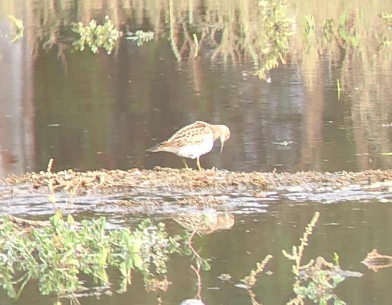 Pectoral Sandpiper - ML609308029