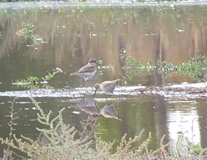 Pectoral Sandpiper - ML609308032