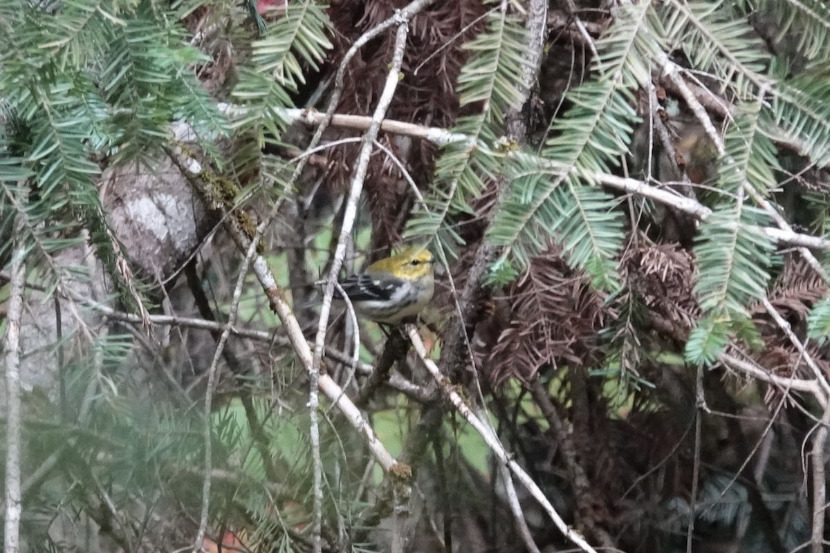 Black-throated Green Warbler - Carol Speck