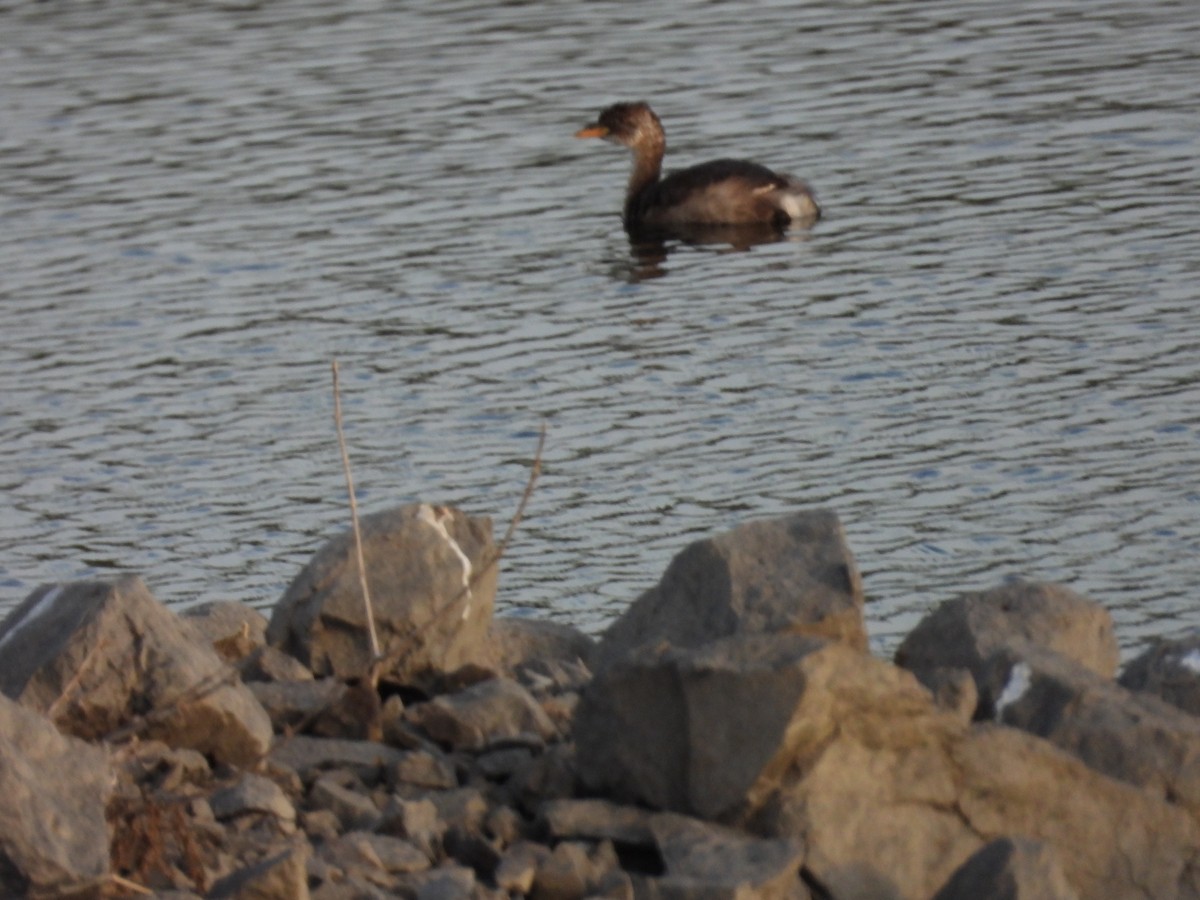 Little Grebe - ML609308098