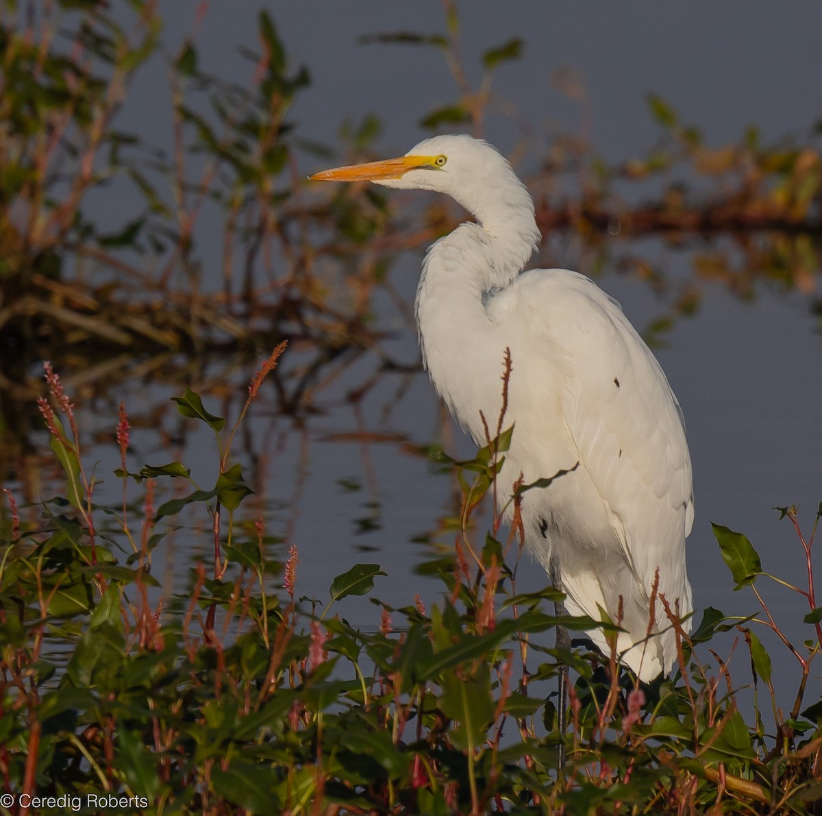 Great Egret - ML609308123