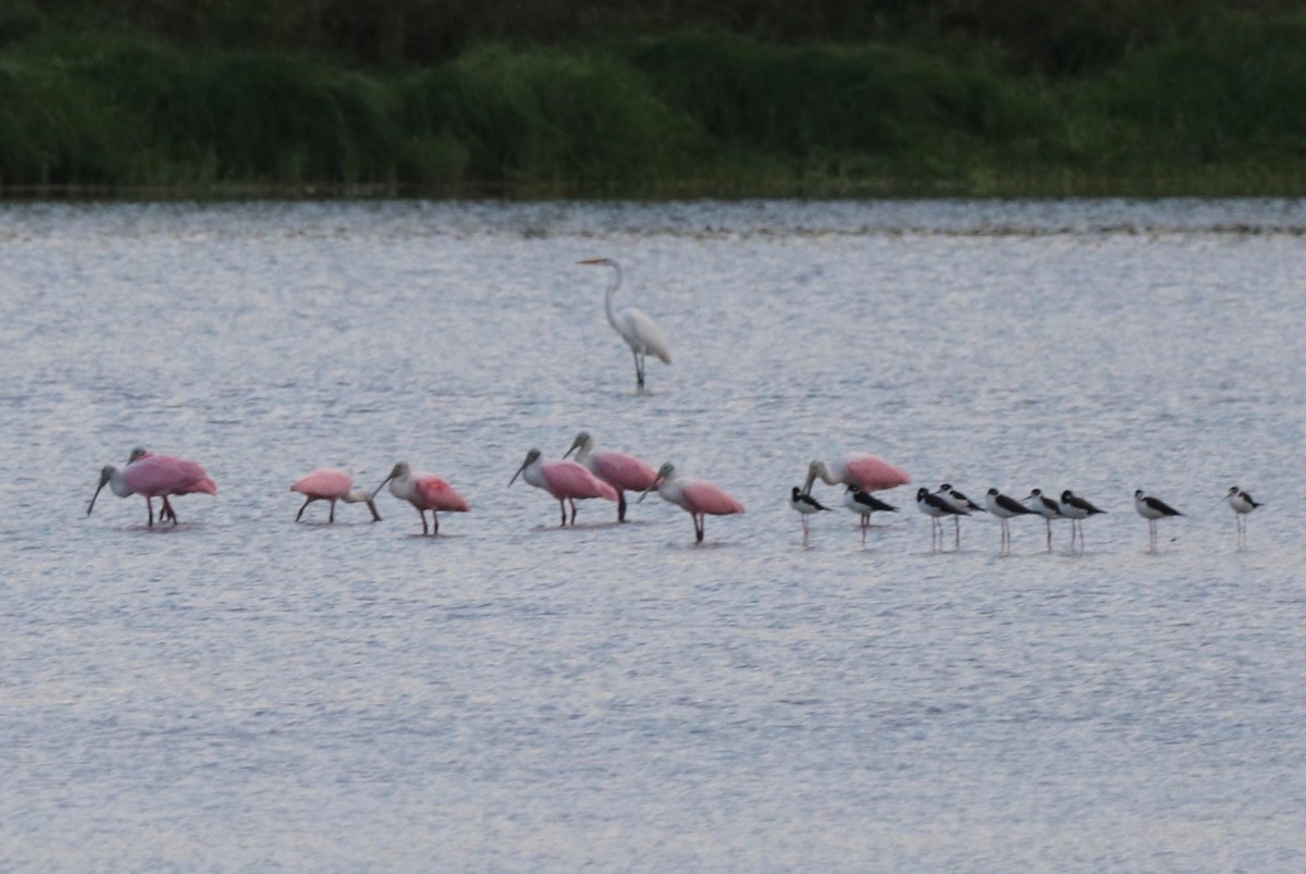 Roseate Spoonbill - Chris Overington