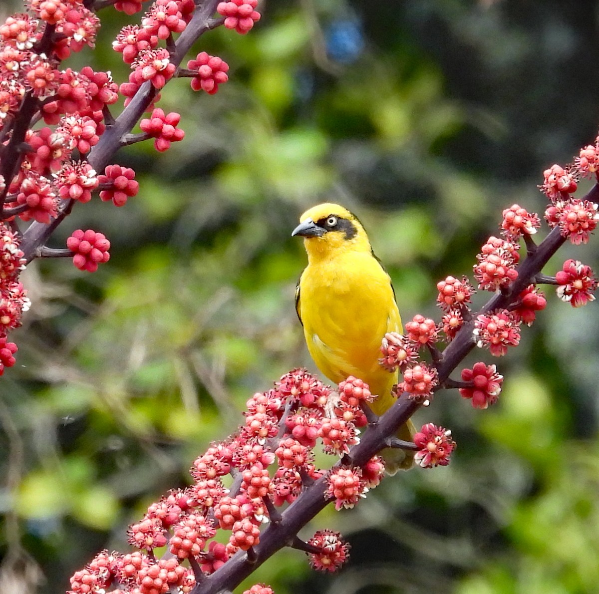 Baglafecht Weaver - ML609308161