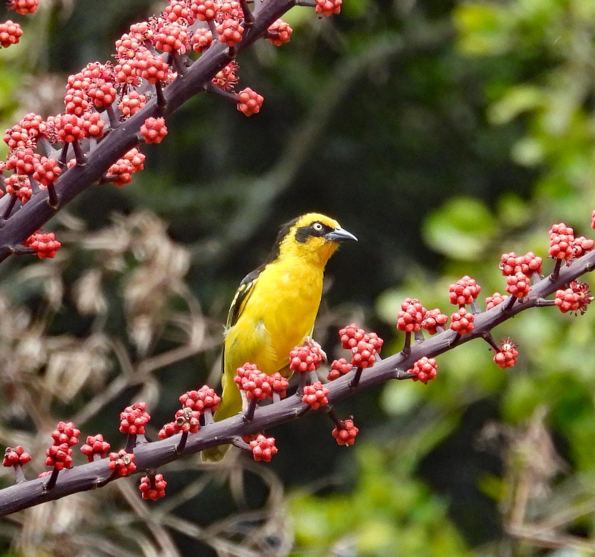 Baglafecht Weaver - ML609308162