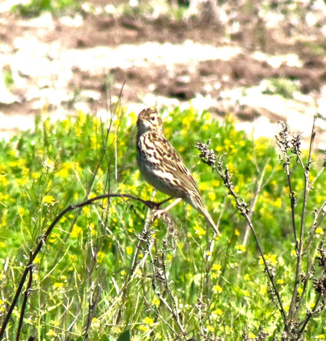 Correndera Pipit (Correndera) - ML609308188