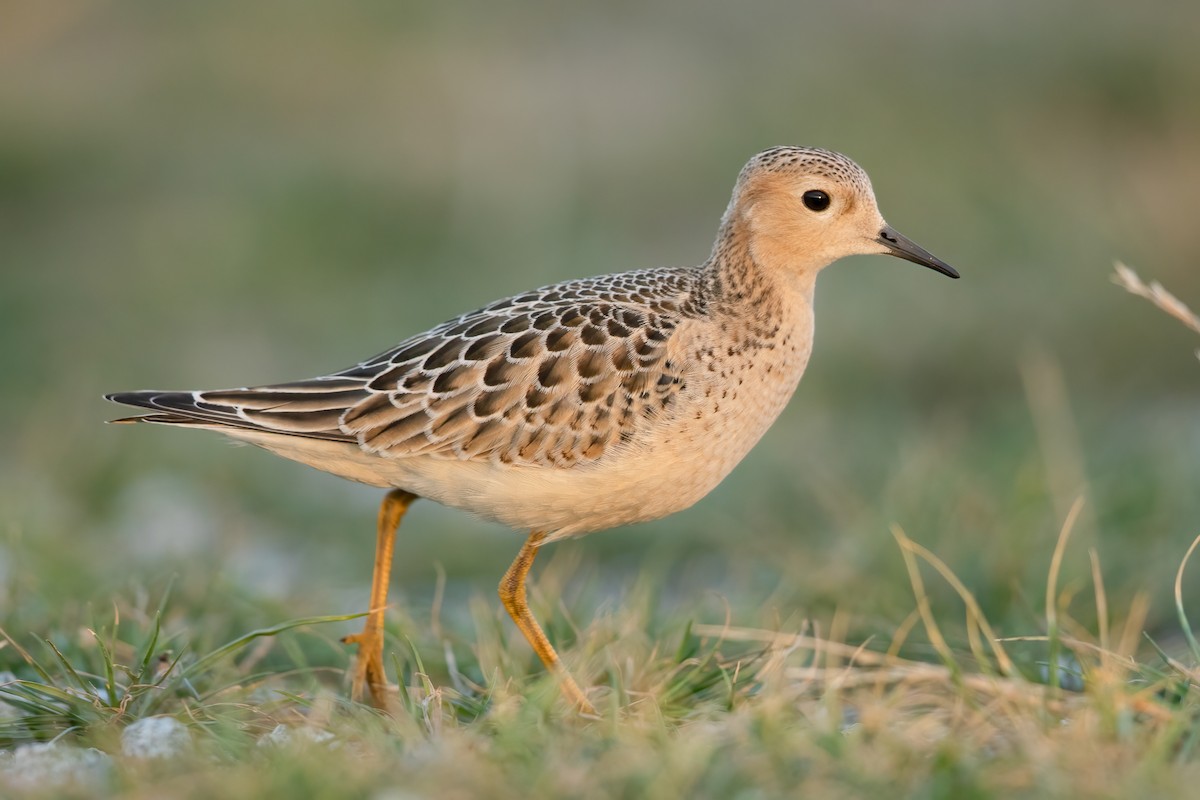 Buff-breasted Sandpiper - Ilya Povalyaev