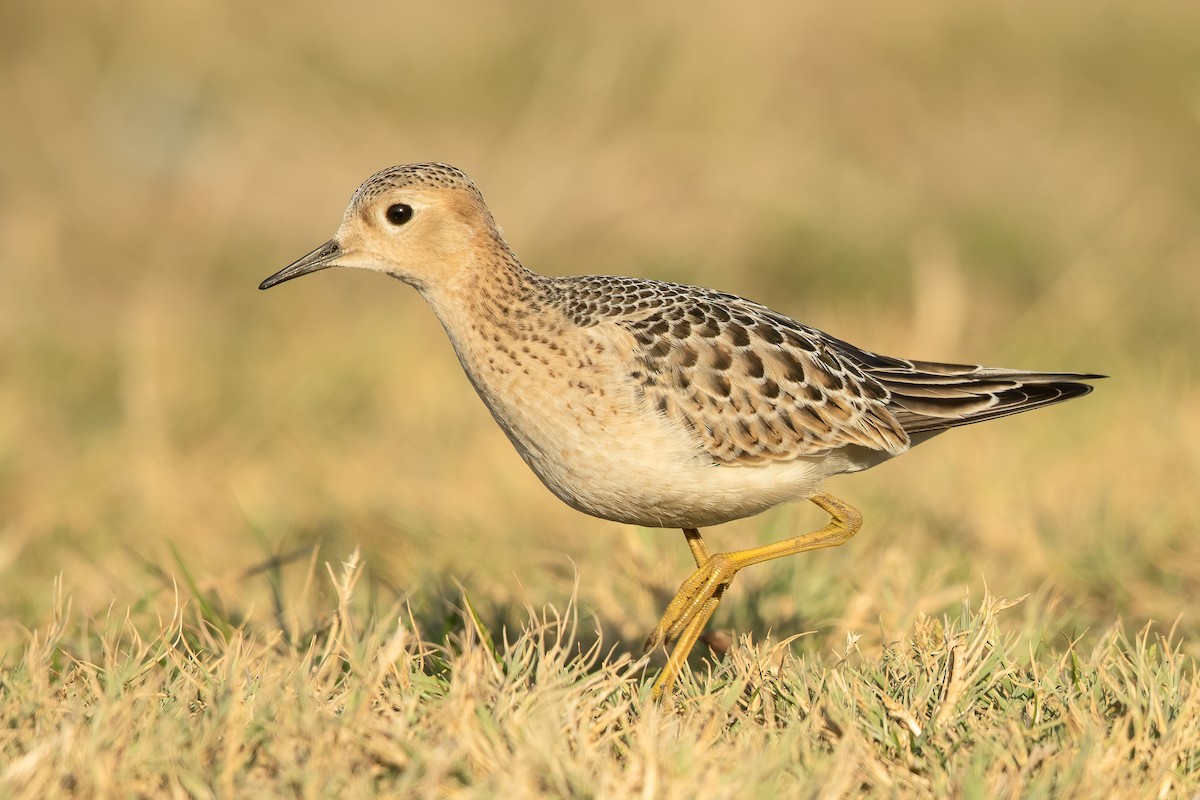 Buff-breasted Sandpiper - Ilya Povalyaev