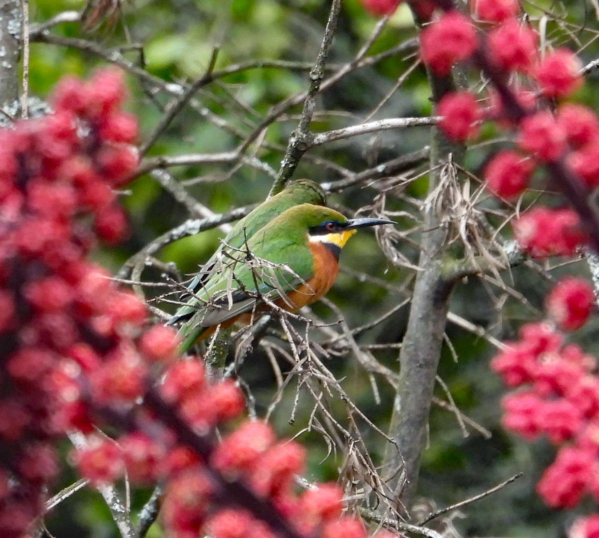 Cinnamon-chested Bee-eater - ML609308303