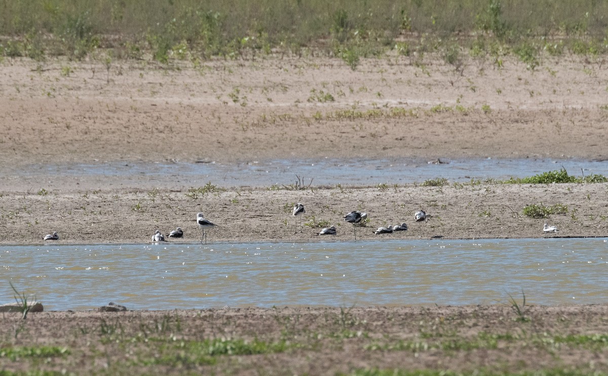 Avocette d'Amérique - ML609308338