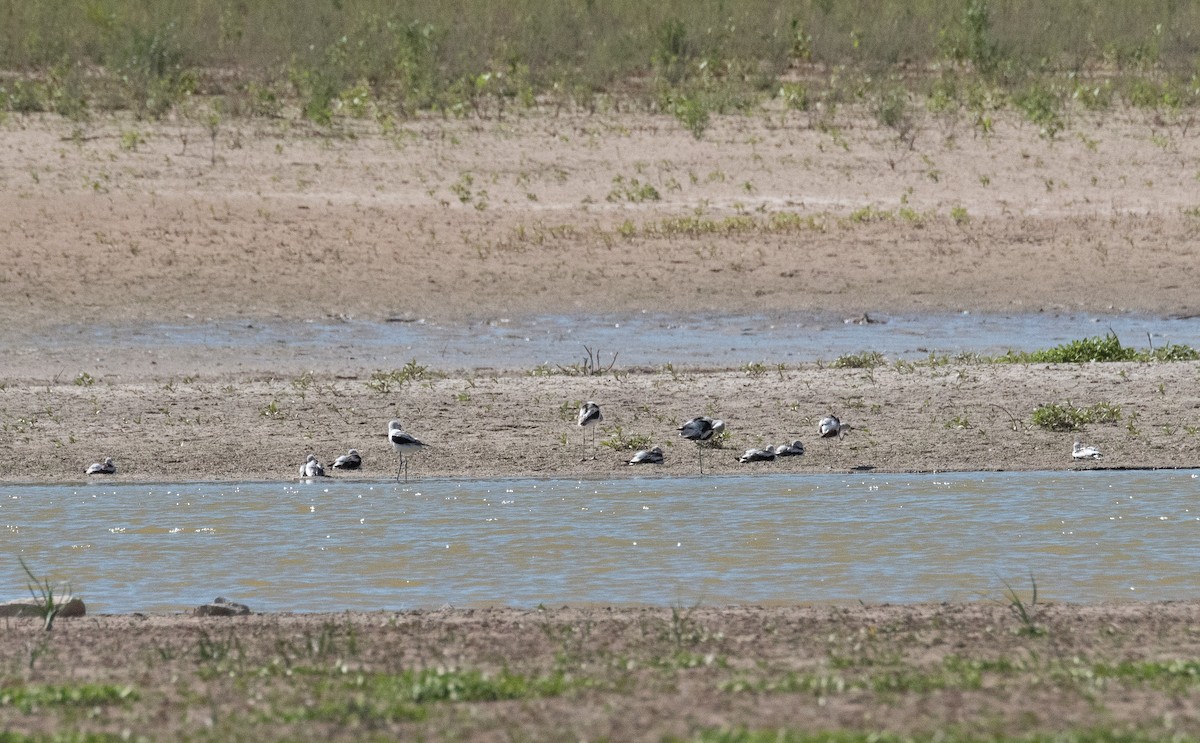 American Avocet - ML609308338