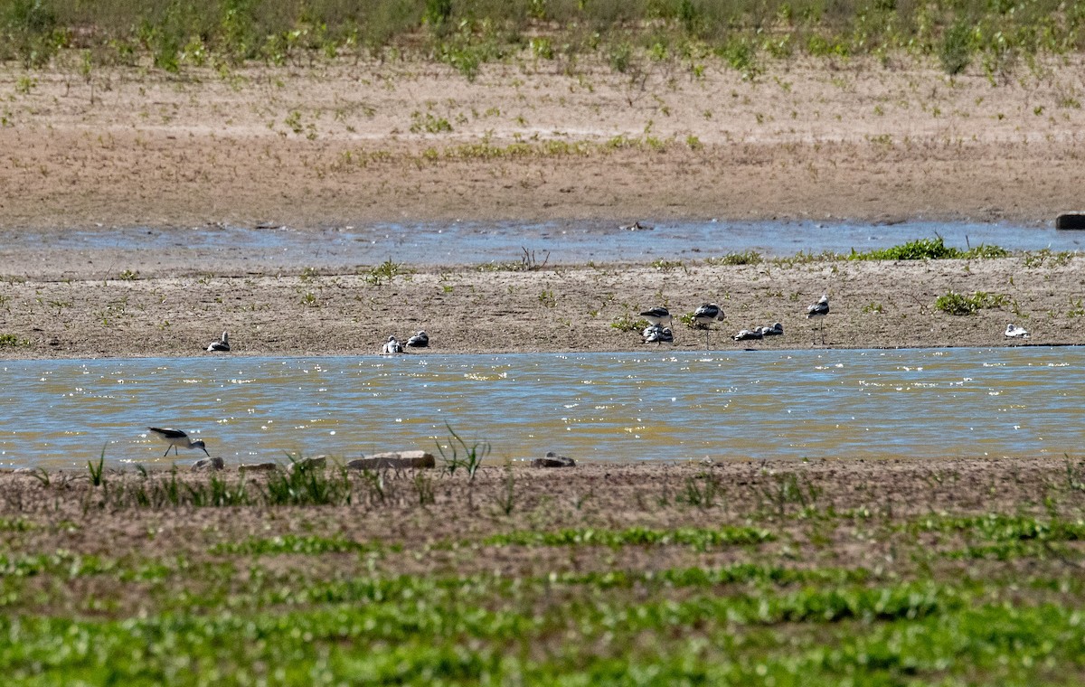 Avocette d'Amérique - ML609308339
