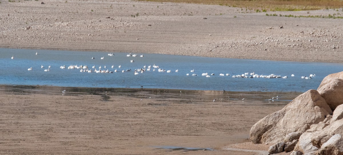 American White Pelican - ML609308342