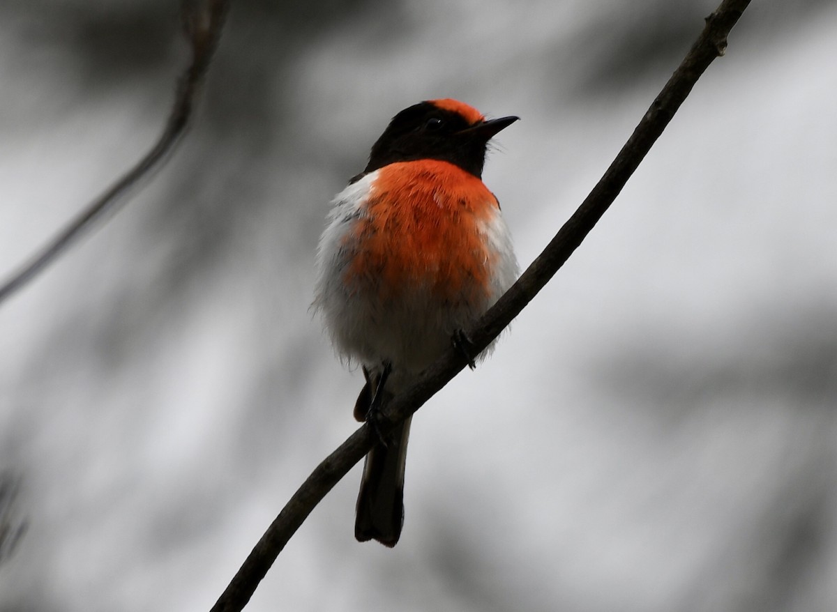 Red-capped Robin - ML609308457