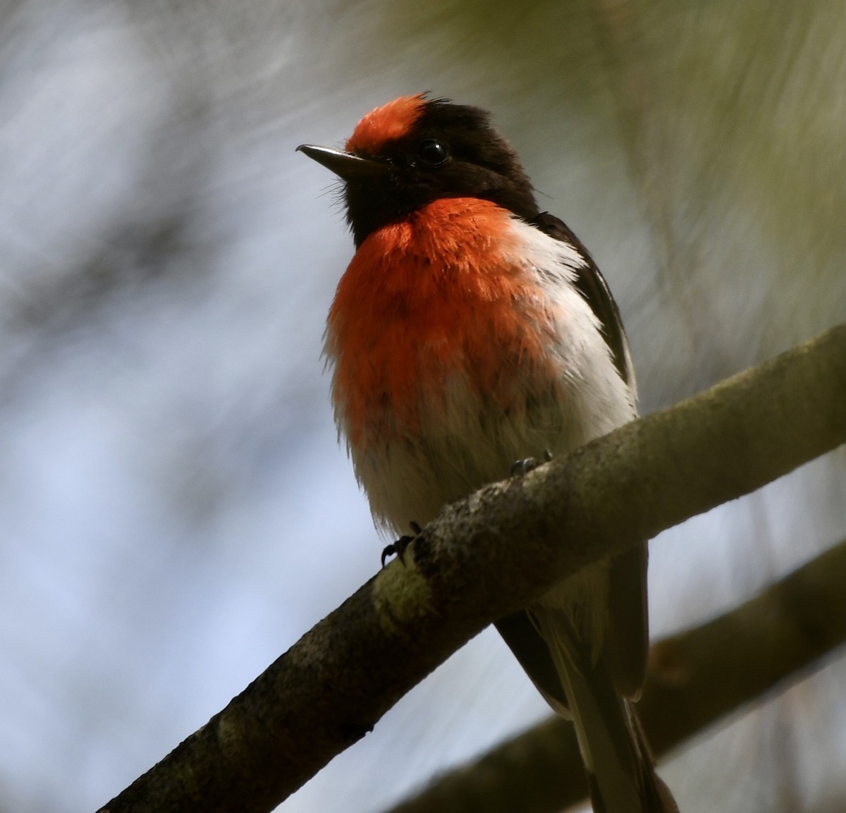 Red-capped Robin - ML609308458