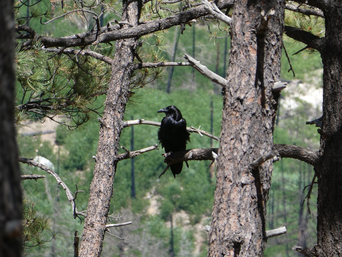 Common Raven - ML609308486