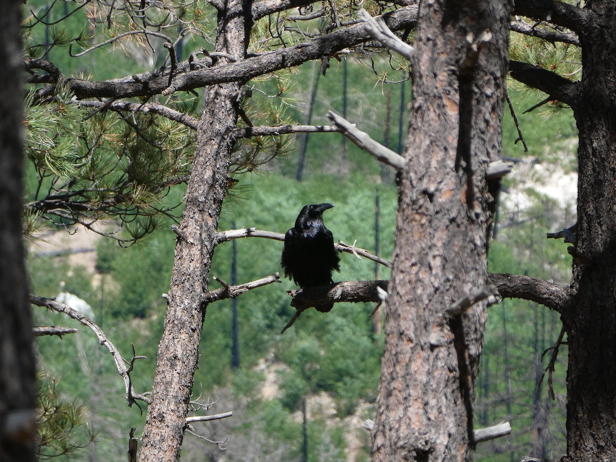 Common Raven - ML609308487