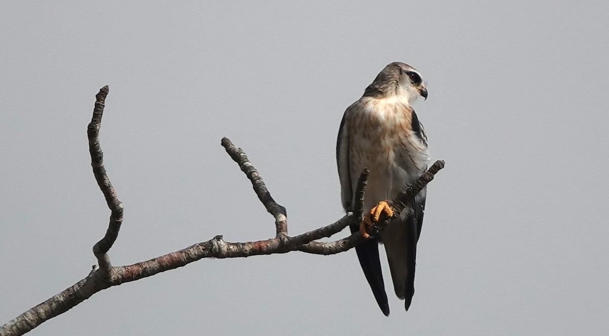 Black-winged Kite - Christian Doerig