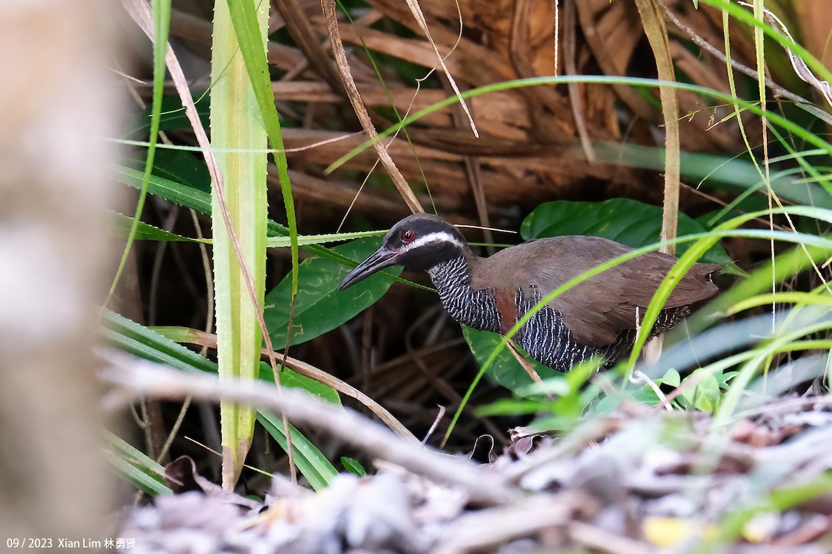 Barred Rail - ML609308578