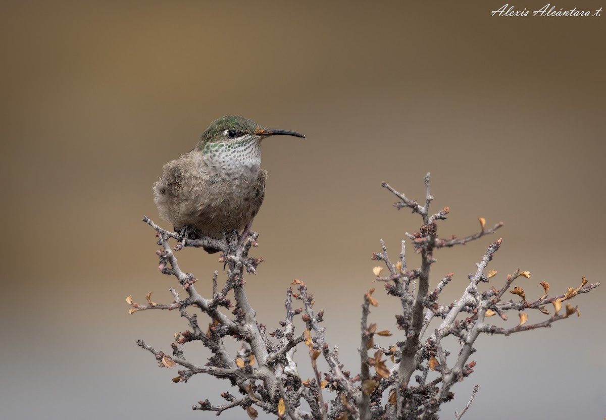 Green-headed Hillstar - ALEXIS ALCANTARA