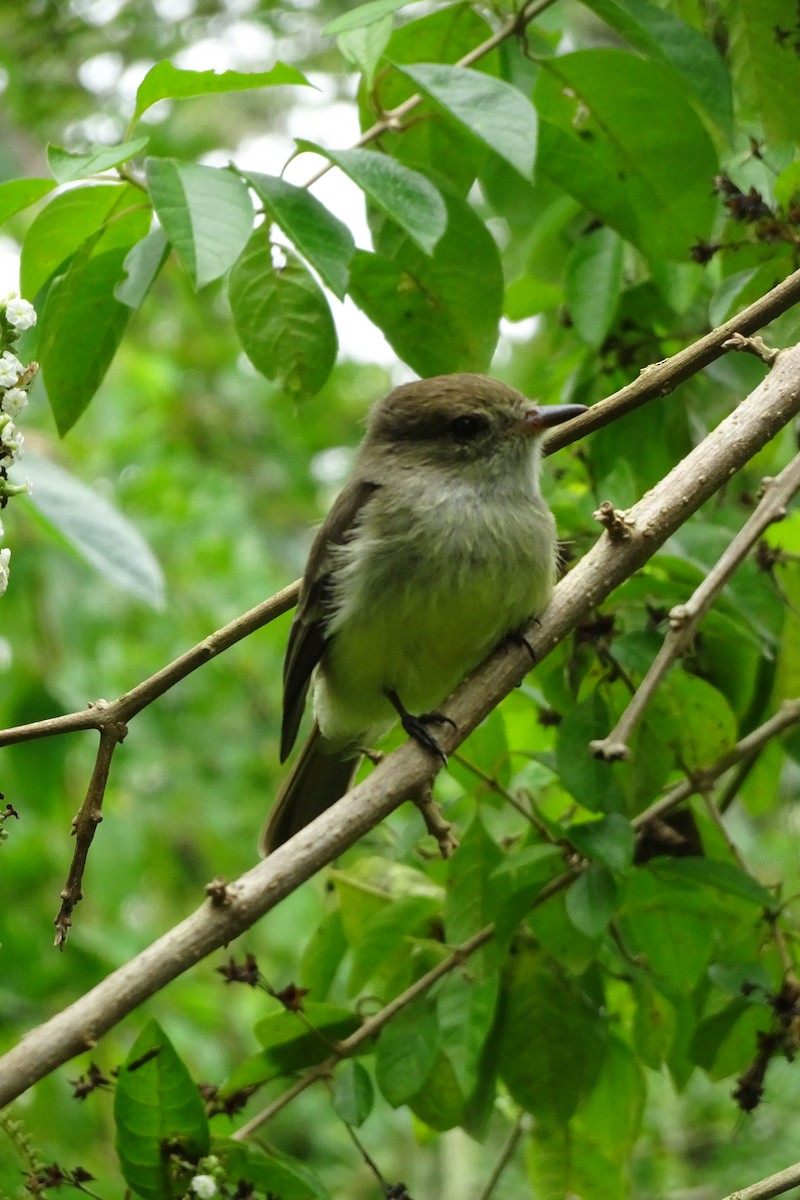 Galapagos Flycatcher - ML609308652