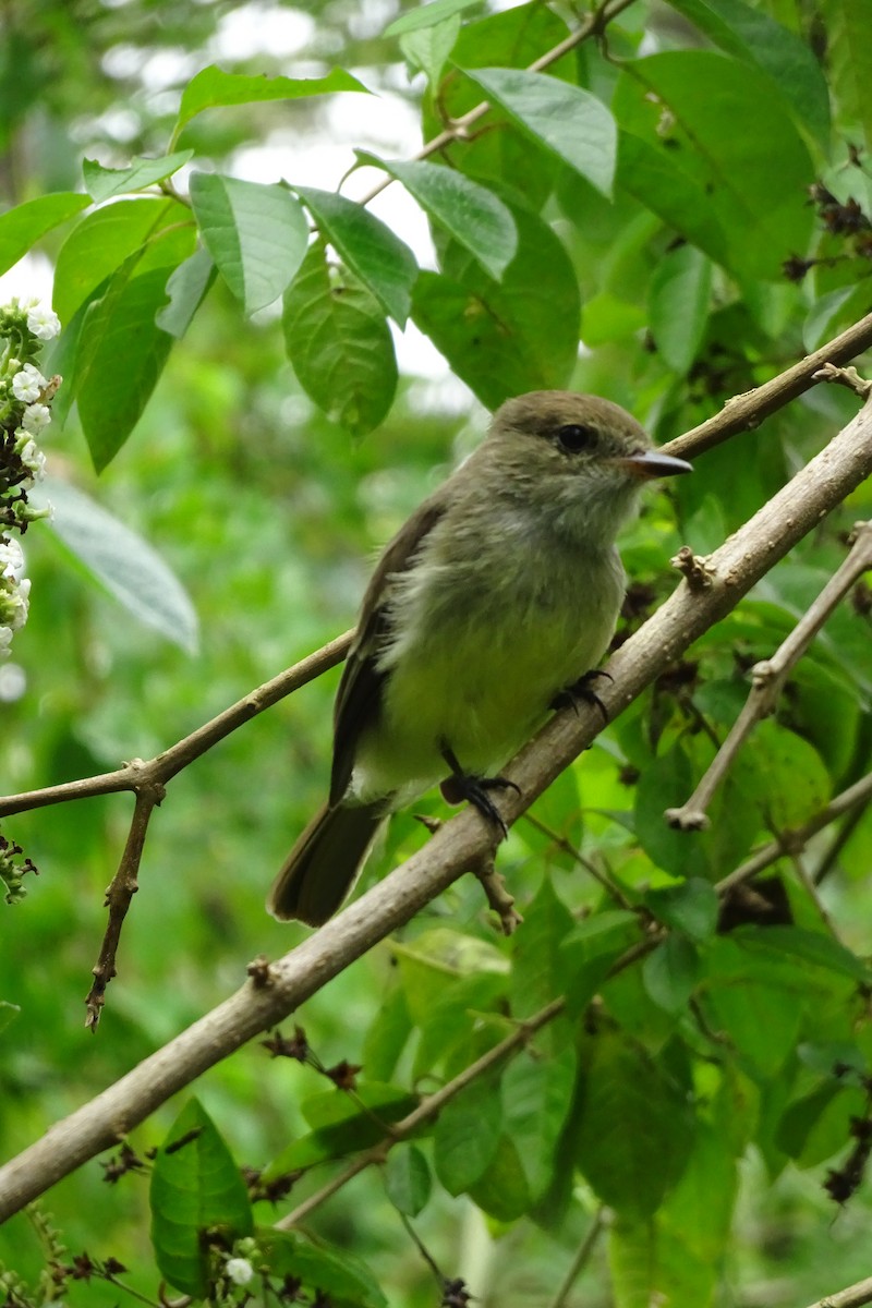 Galapagos Flycatcher - ML609308654