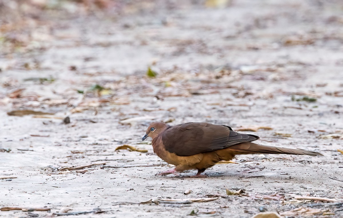 Brown Cuckoo-Dove - ML609308690