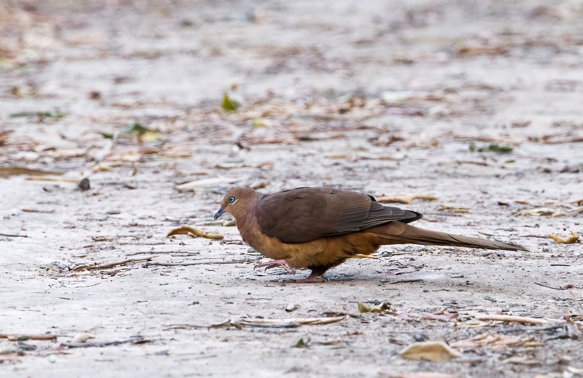 Brown Cuckoo-Dove - ML609308691