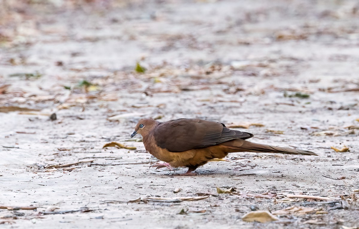 Brown Cuckoo-Dove - ML609308692