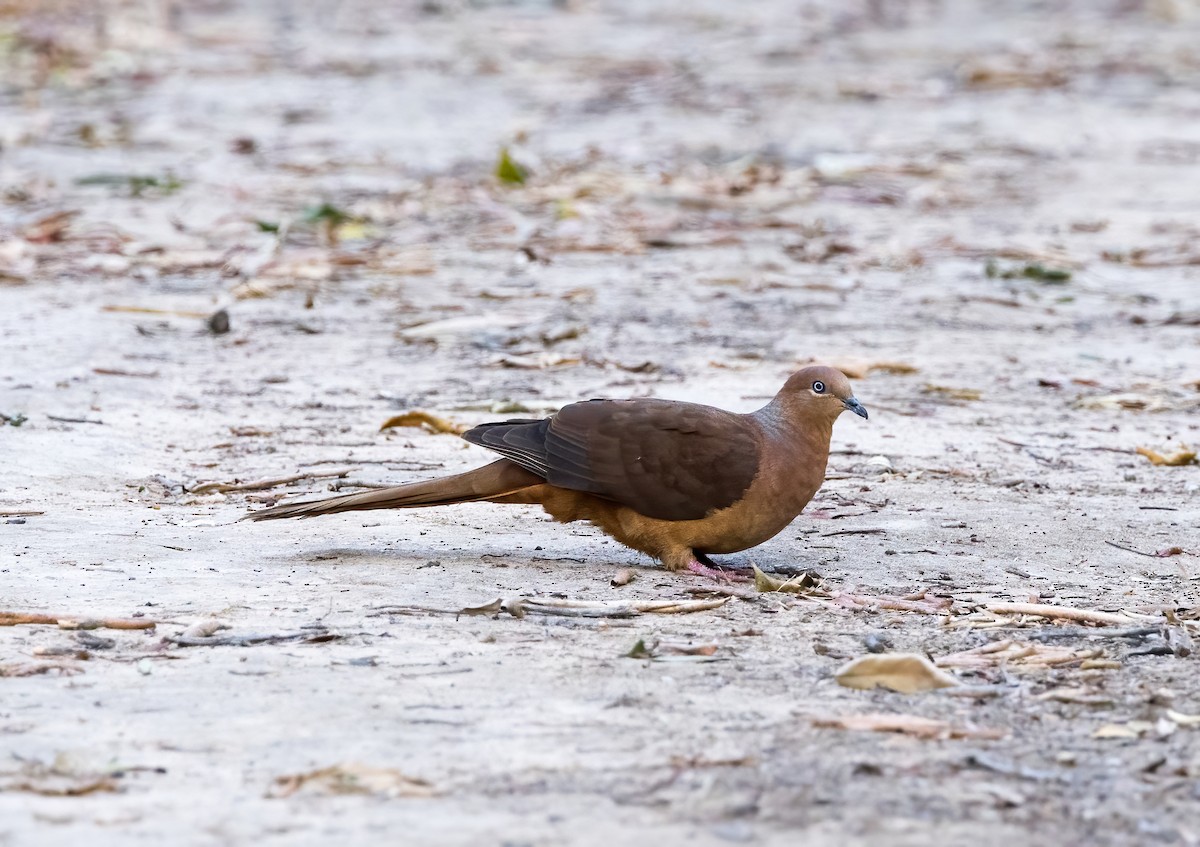 Brown Cuckoo-Dove - ML609308694