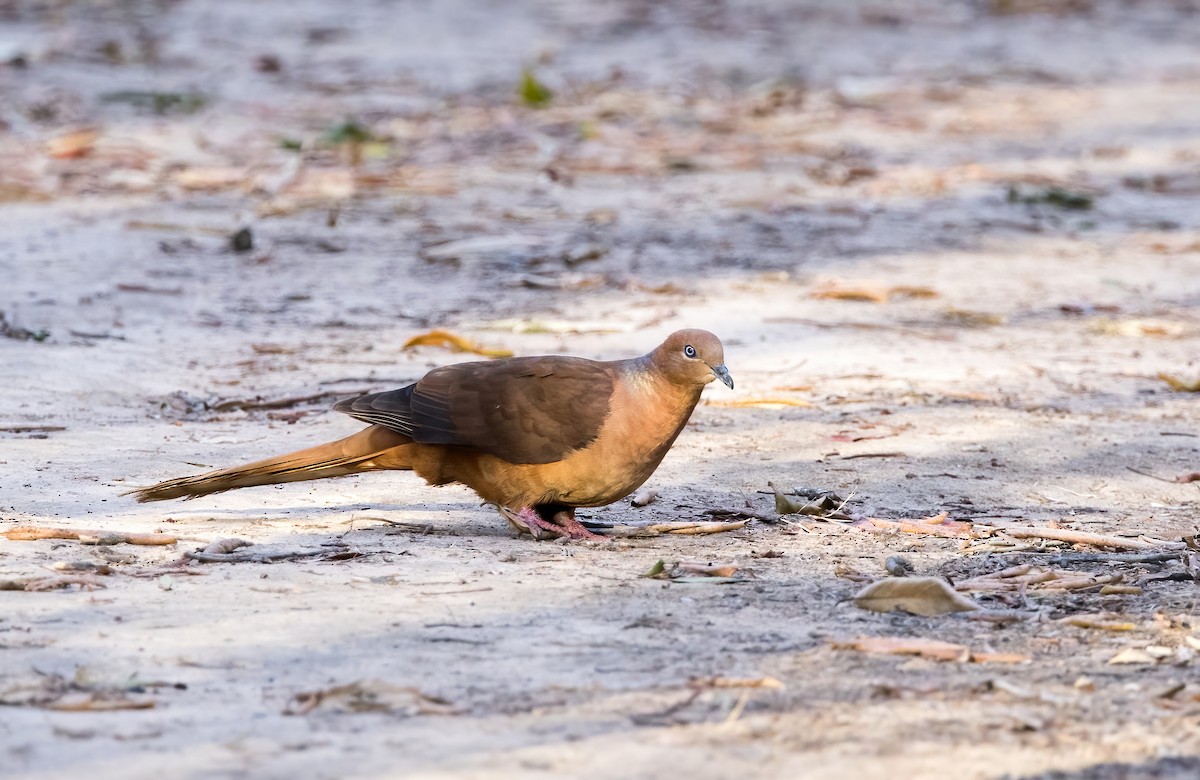 Brown Cuckoo-Dove - ML609308700