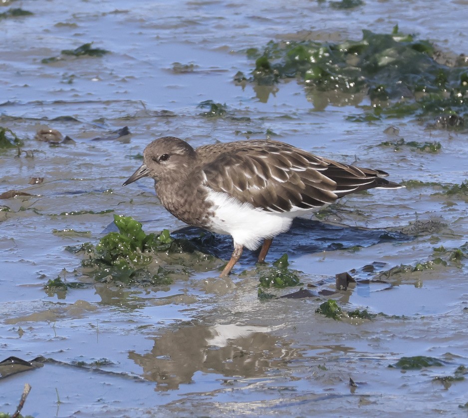 Black Turnstone - ML609308702