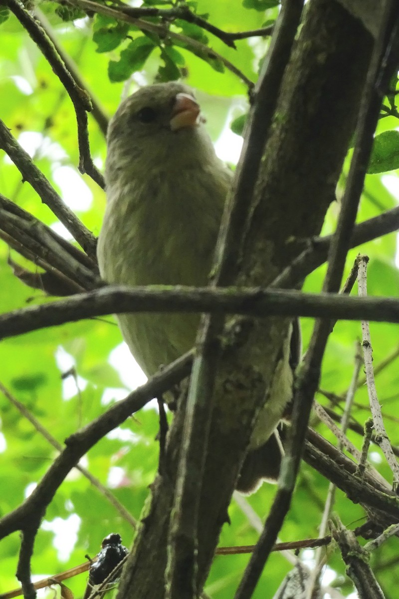 Small Tree-Finch - ML609308785