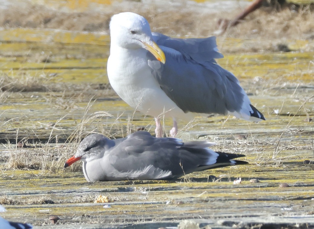 Heermann's Gull - ML609308797