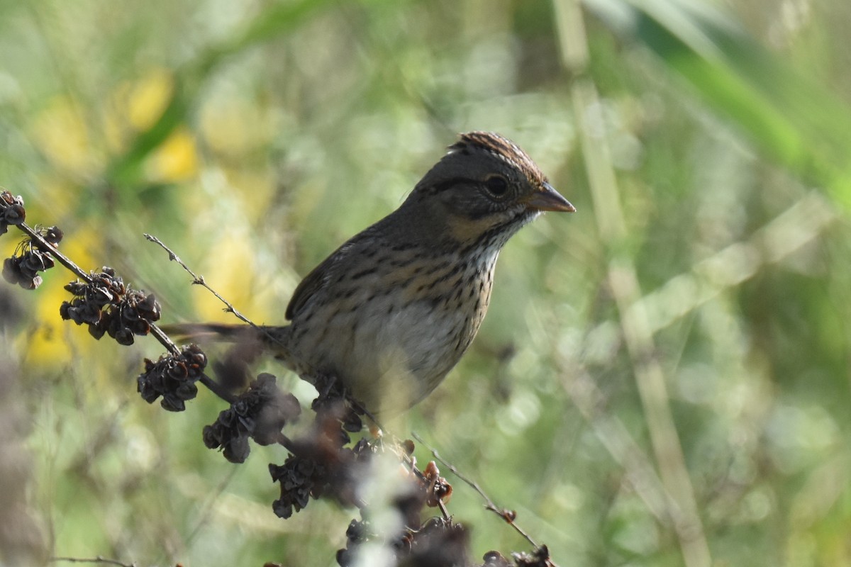 Lincoln's Sparrow - ML609308827