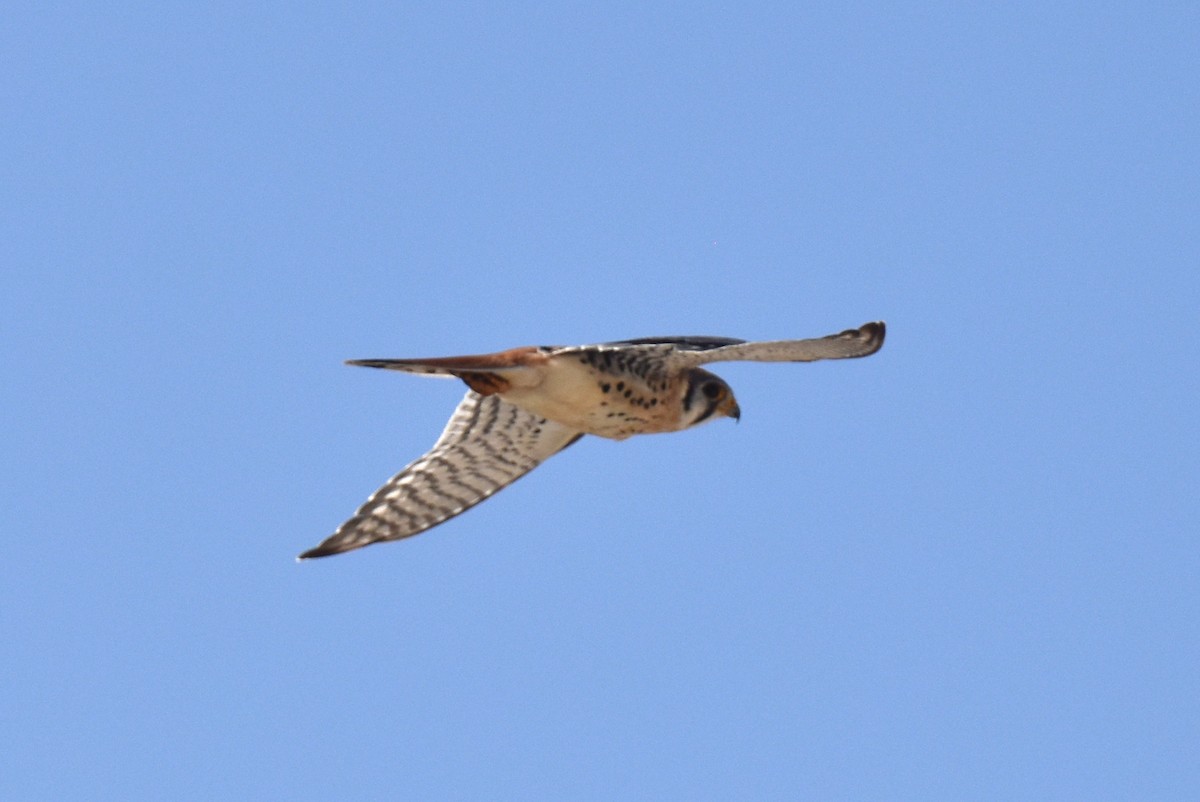 American Kestrel - ML609308829