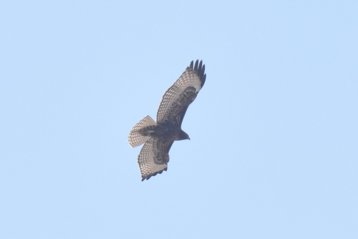 Red-tailed Hawk - ML609308832