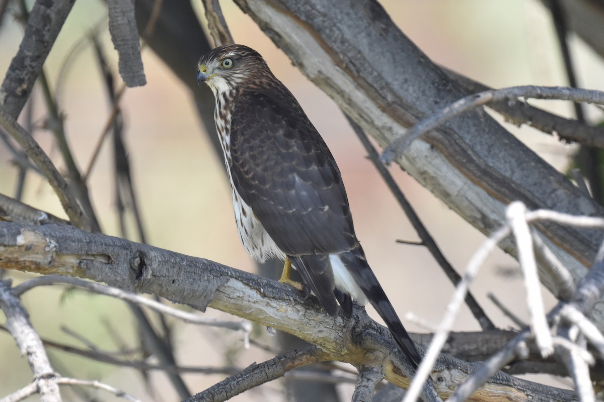 Cooper's Hawk - ML609308849